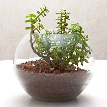Jade Plant In Glass Vase